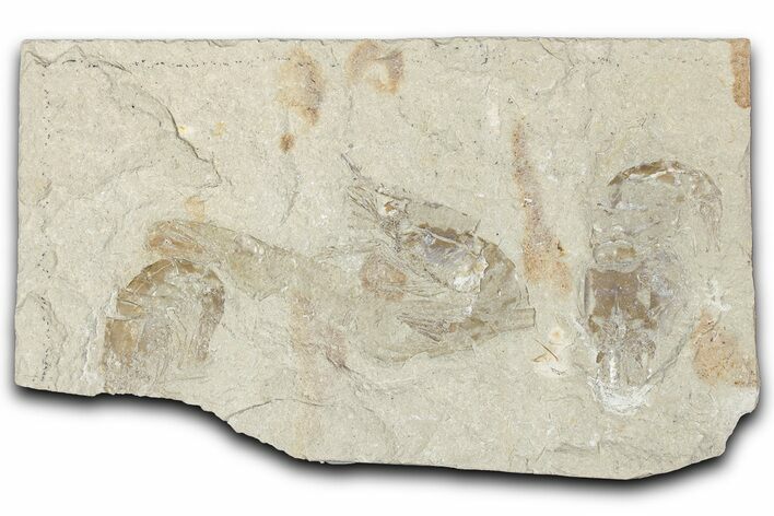 Three Cretaceous Fossil Shrimp - Lebanon #349685